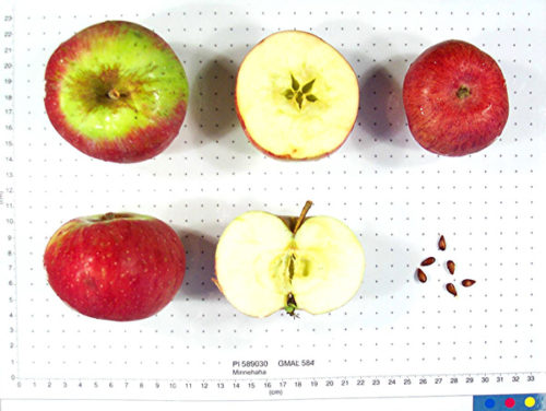 Minnehaha Apple - Image 2