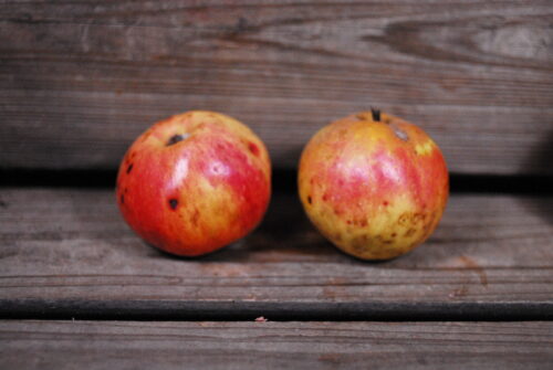 Muscadet De Dieppe Apple