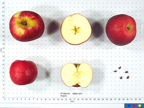 Niagara Apple - Image 2