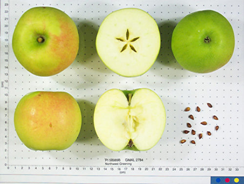 Northwest Greening Apple - Image 2
