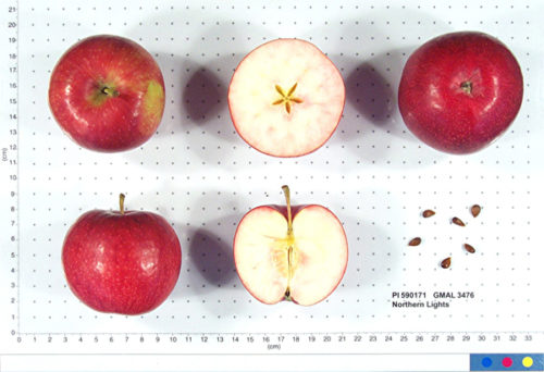 Northern Lights Apple