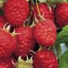 Raspberry - Nova