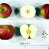 Nova Easygro Apple - Image 2