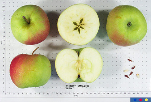 Oriole Apple - Image 2