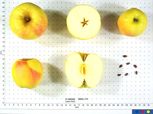 Ozark Gold Apple - Image 2