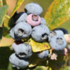 Patriot Blueberry