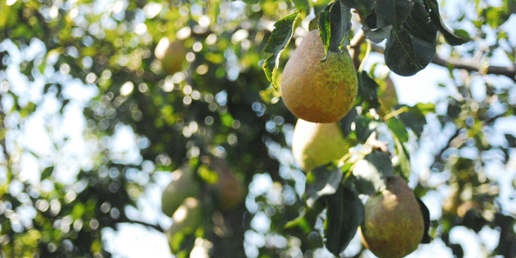 Organic Pear Trees