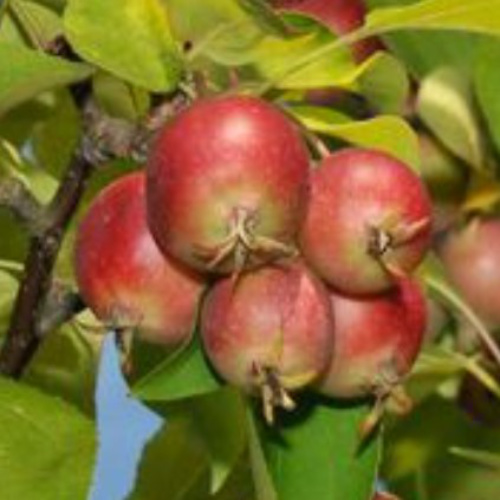 Plum Leaf Crabapple | Walden Heights Nursery & Orchard