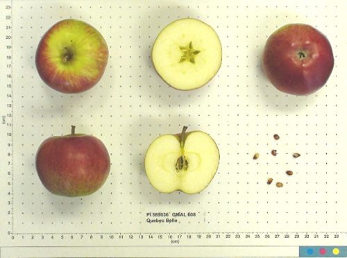 Quebec Belle Apple