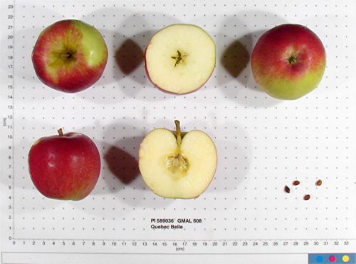 Quebec Belle Apple - Image 3