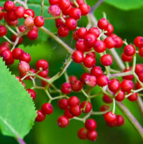 Byblomst Repaste udvikle Wild red elderberry | Walden Heights Nursery & Orchard
