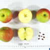 Red Baron Apple - Image 3