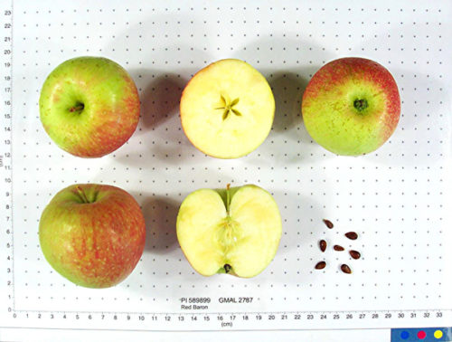 Red Baron Apple - Image 3