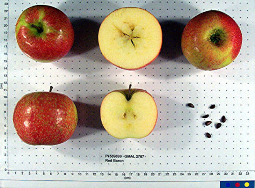 Red Baron Apple - Image 2