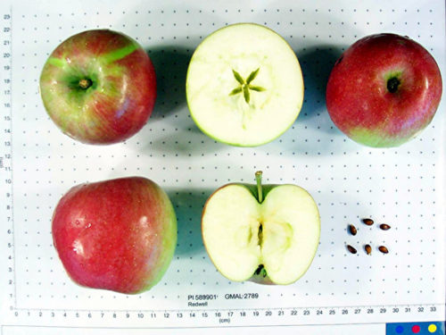 Redwell Apple - Image 2