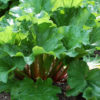 Walden Rhubarb