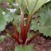 Walden Rhubarb - Image 2