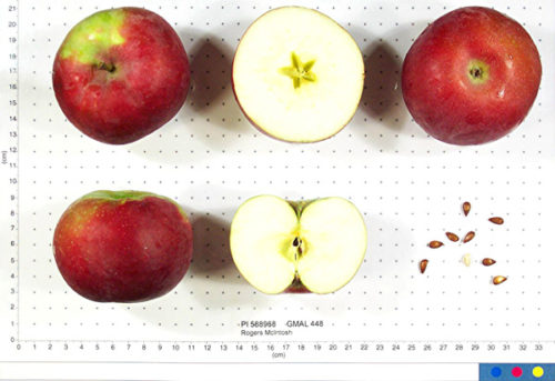 Rogers Red Apple - Image 2