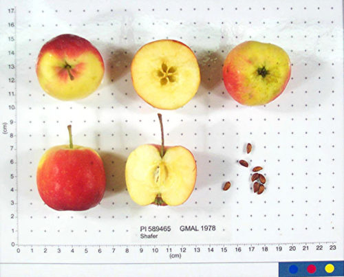 Shafer Apple