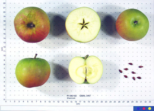 Shamrock Apple