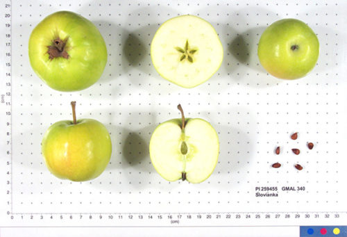Slovianka Apple - Image 2