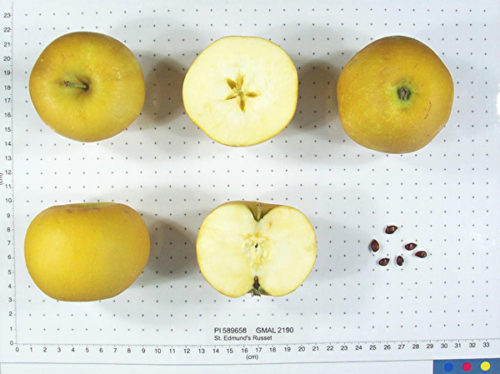 St. Edmund's Russet Apple