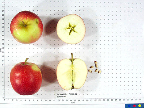 Summerred Apple - Image 2