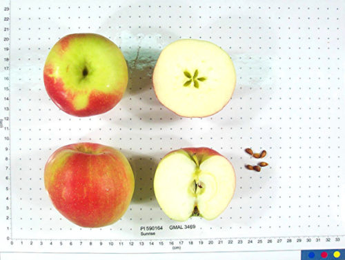 Sunrise Apple - Image 2