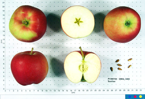 Sunrise Apple - Image 3