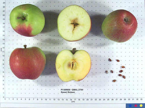 Sweet Sixteen Apple - Image 2