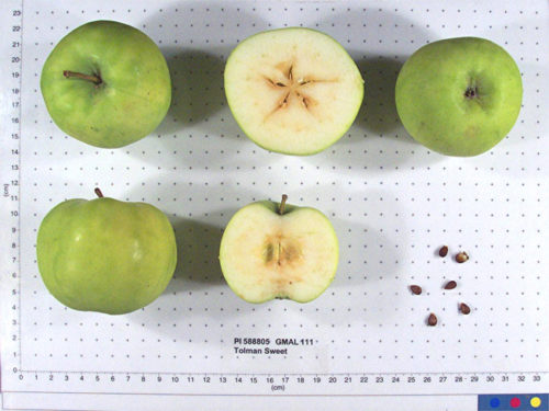 Tolman Sweet Apple