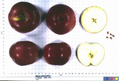 Trent Apple
