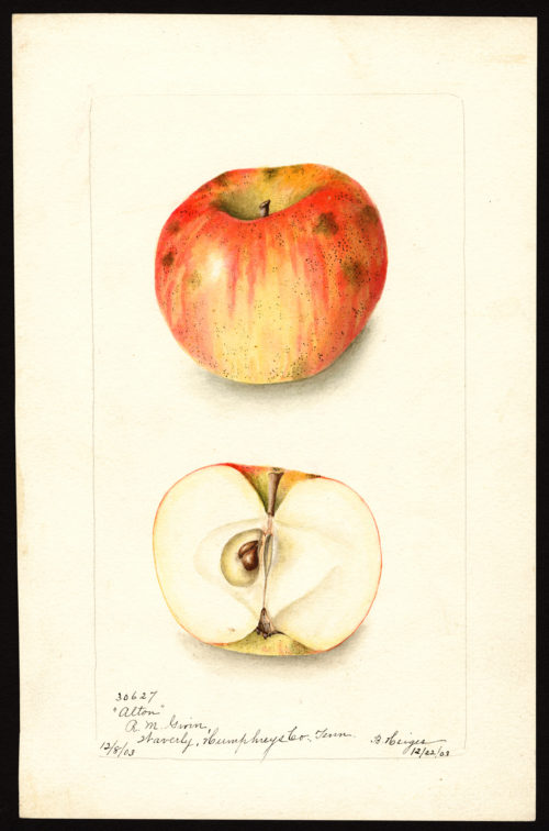 Alton Apple