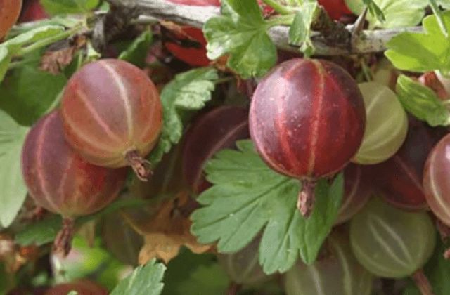organic gooseberry plants