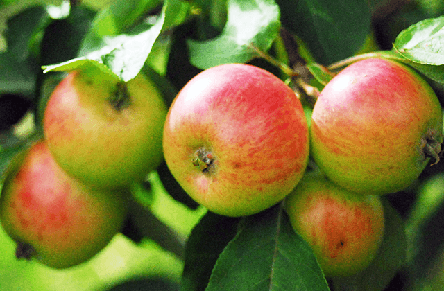 Apple Trees and Other Fruit Plants for sale