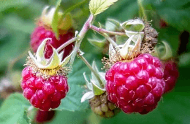 organic raspberry and blackberry plants