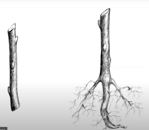 Bud 118  Rootstock