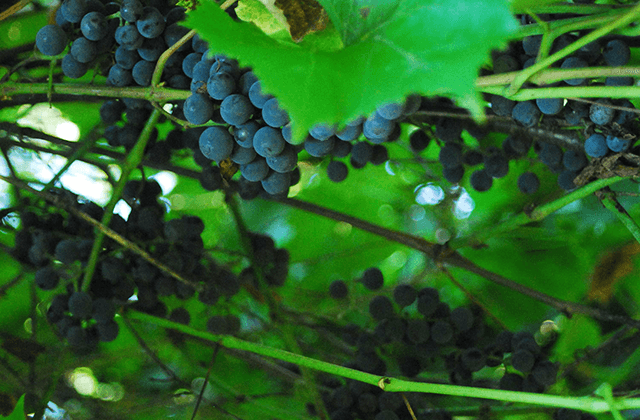 Grape and Hop vines for sale