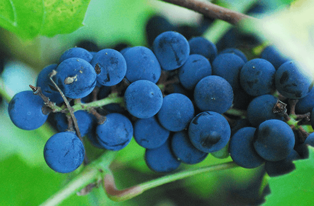 Organic Grape Vines