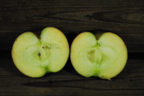 Fall Harvey Apple