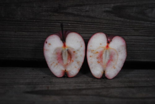Russian Red Apple - Image 2
