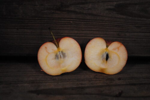 Hewes Crab Apple - Image 2