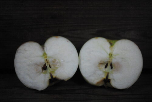 Newt Grindle Apple - Image 2