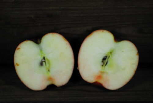 Red Wealthy Apple - Image 2