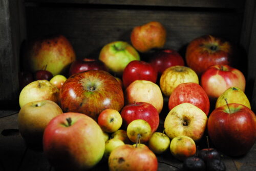 New Graft Apple Orchard Bundle