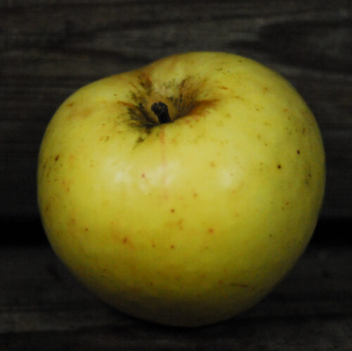 Anton Apple
