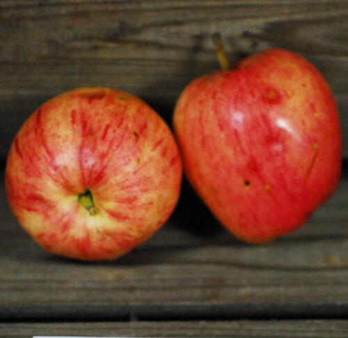 Chenango Strawberry Apple - Image 3