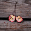 Dolgo Crabapple Seedling