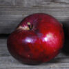 Hardy Cumberland Apple