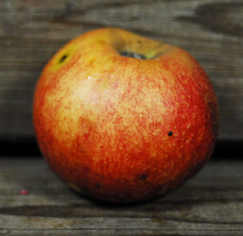 Karmijn De Sonneville Apple